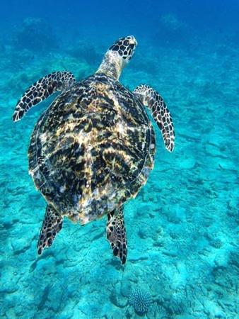 a green sea turtle swimming in the water at Antares Dhangethi & Spa in Dhangethi