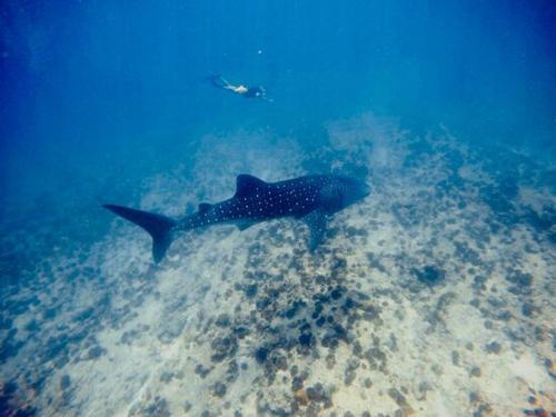 a shark swimming in the ocean with a diver at Antares Dhangethi & Spa in Dhangethi