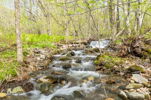 a creek in the woods with rocks and trees at 7PH Sunny Farmhouse Retreat, AC, Game Room, Dog Friendly in Jefferson