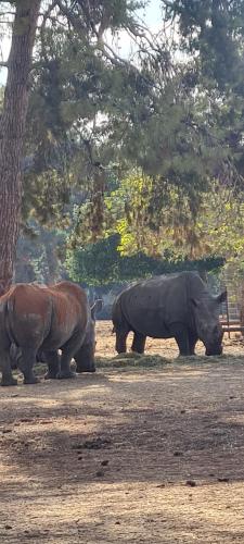 two rhinos standing next to each other in a field at Eterna Palace in Papaloa