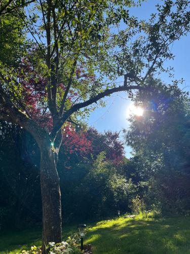 a tree in a field with the sun behind it at La Parenthèse Enchantée in Rochefort