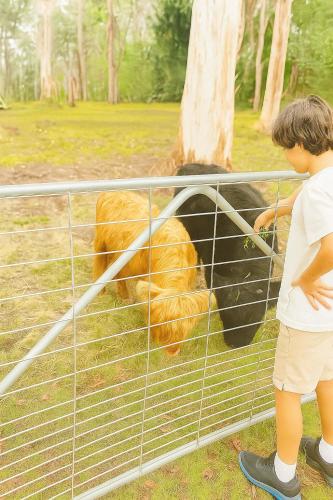 a young boy looking at a bear behind a fence at Fun Family Escape with Highland Cows in Medowie