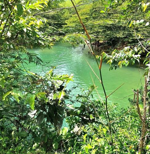 a river with green water in a forest at Luxury Cabin Eleven Eleven in San Rafael