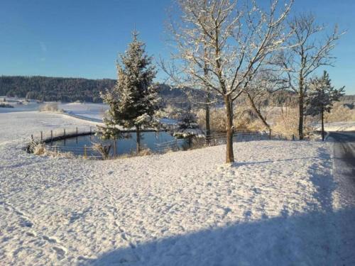 a snow covered field with a tree and water at Nature Escape in Meisdorf in Meisdorf
