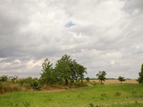 a field with trees and a cloudy sky at Nature Escape in Meisdorf in Meisdorf