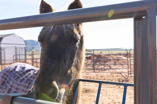 a horse is looking through a fence at Glitter and Grit! The Wild West 40 Homestead in Cane Beds