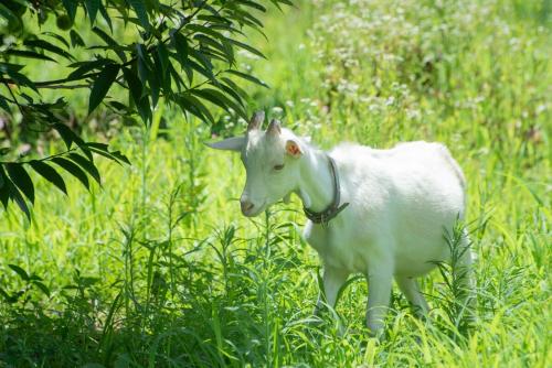 a white goat standing in a field of grass at ISHIZUCHI Villa HANA in Saijo