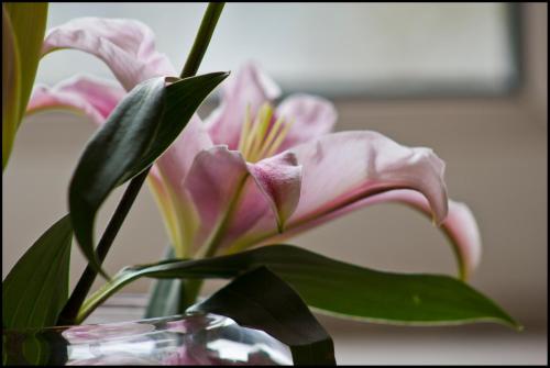 a vase with a pink flower in it at Lakeview Guest House in Stranraer