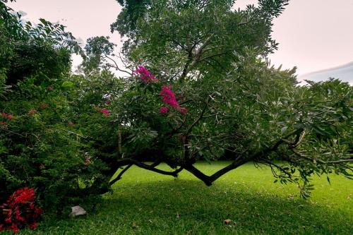 a tree with pink flowers on it in a field at Sheva Om in Ban Wat Pho Thong
