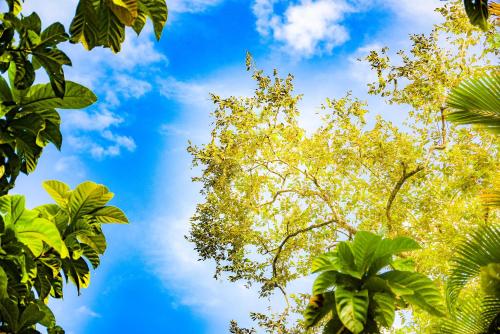 a view of the sky through the trees at Birds Cabana in Unawatuna