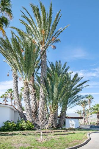 a group of palm trees next to a road at THE CLUB - Accommodation - Dining - Events in San Miguel de Abona