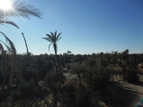 a palm tree in the middle of a desert at Chez Laila in Skoura