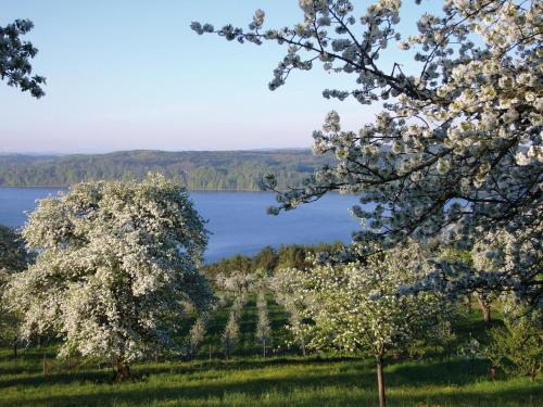 a view of a lake and trees with white flowers at FX Mayr Zentrum Bodensee in Überlingen