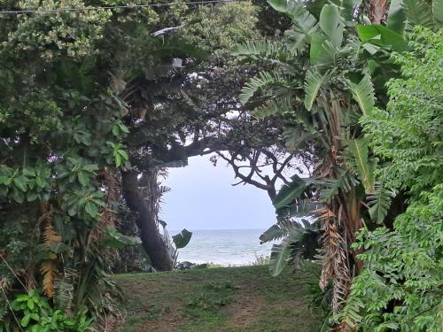 a view of the ocean through the trees at Emerald Cove in Shelly Beach