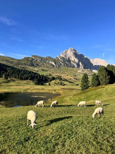 a herd of sheep grazing in a field with mountains at Hotel Arnaria in Ortisei