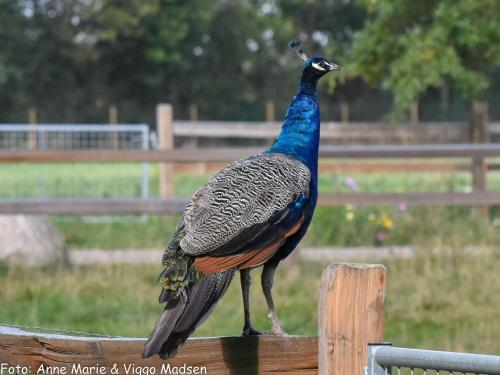 a peacock standing on a wooden post at 4 star holiday home in Ansager in Ansager