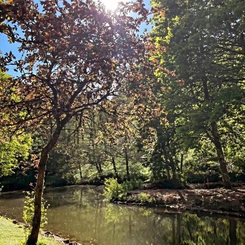 a river in a park with trees and water at Eifelraum-Relaxwohnung in Oberbettingen