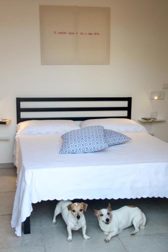 two dogs are standing next to a bed at Le stanze di Otello in Ruffano