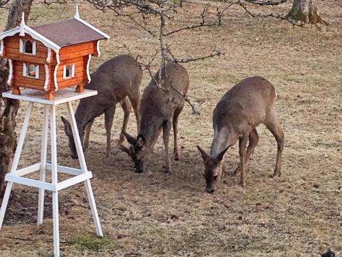 a group of deer grazing next to a bird house at 4 person holiday home in Romelanda-By Traum in Romelanda