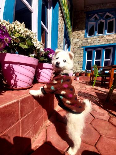 a white dog wearing a sweater standing on a patio at Green Village guest house & hotel in Phakding