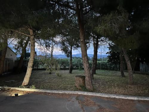 a group of trees in a yard with a driveway at Casa olivar de Riudoms in Reus