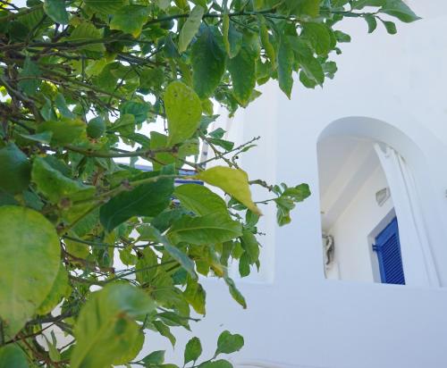 Gallery image of Klironomos Apartments Logaras in Logaras
