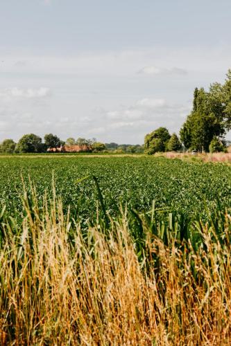 a field of green crops with trees in the background at MUS - Design accommodation with hot tub in Horssen