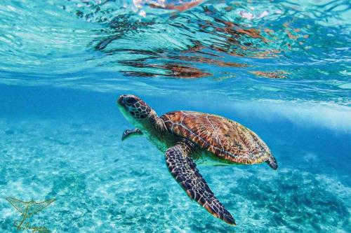 a green sea turtle swimming in the water at Oman daymaniyat island tour in Muscat
