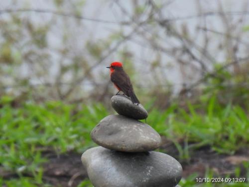 a bird sitting on top of a pile of rocks at Glamping & Cabaña con Paddle, ducha al aire libre, Pet-friendly - Oasis junto al Lago in Calima