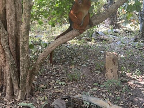 a monkey is sitting on a tree branch at Sukuta nema guest house in Sareh Mowndeh
