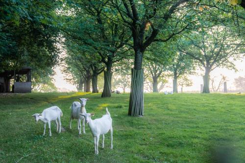 three lambs standing in the grass in a park at Vakantie Logies de Kleine Motte in Sint-Truiden