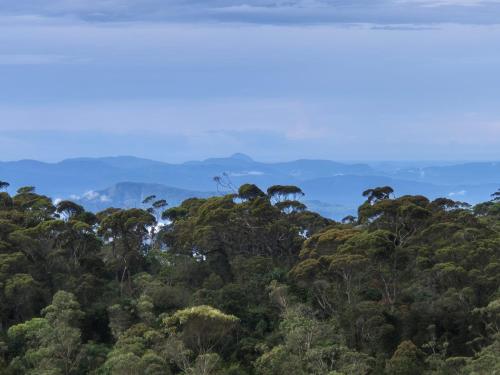 a forest of trees with mountains in the background at The Mountain Links, Upcot, Nuwara Eliya in Maskeliya