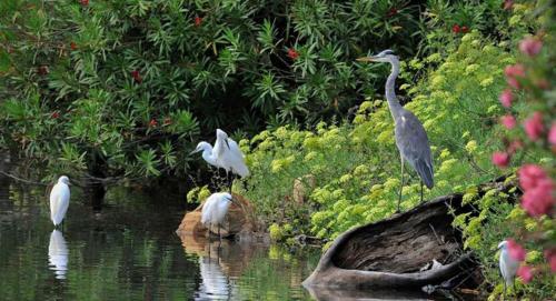 a group of birds standing in the water at Villa Fiori e Sapori in Messina