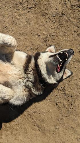 a dog laying on the ground with its mouth open at Grangette Entre Chiens et Loups in LʼAnse-Saint-Jean