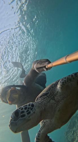 a turtle holding a baseball bat in the water at Oman daymaniyat island tour in Muscat