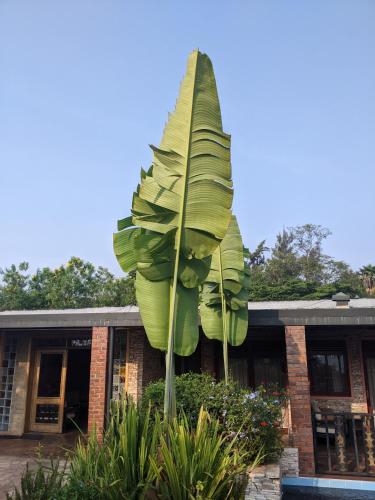 a giant banana tree in front of a building at Inside Afrika Boutique Hotel in Kigali