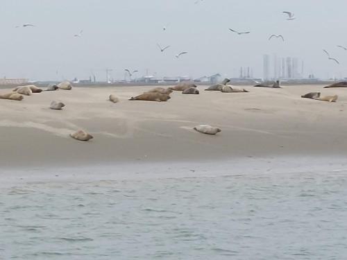 a group of seals laying on the beach at B&B Petit Chateau - Stijlvol verblijf Centraal gelegen in Zeeuws Vlaanderen in Biervliet