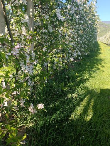 a hedge of flowers in a yard at Gästehaus Zugal in Caldaro