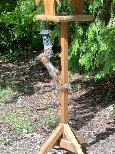 a bird eating food out of a bird feeder at Clashmore House in Dornoch