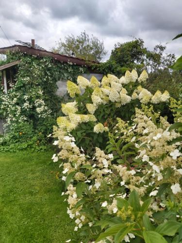 a hedge of white flowers in a yard at AlongtheWay E77 in Ieriķi
