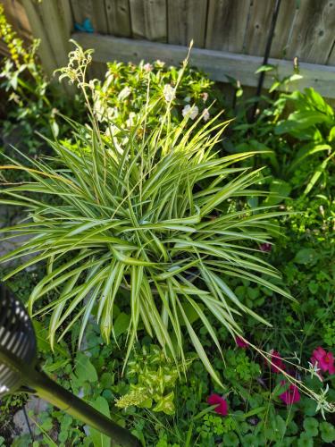 a large green plant in a garden with flowers at Equipped Basement Great Location in London