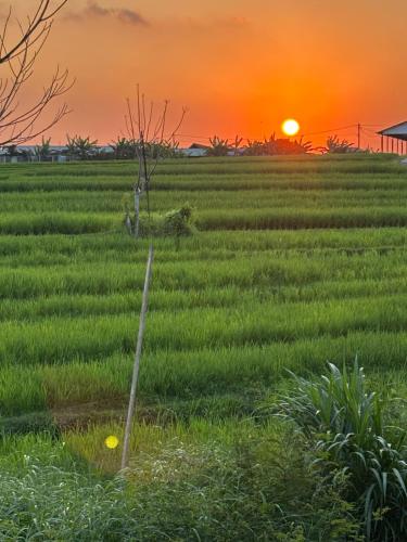 a sunset in a rice field with the sun setting in the background at villa Angin in Munggu
