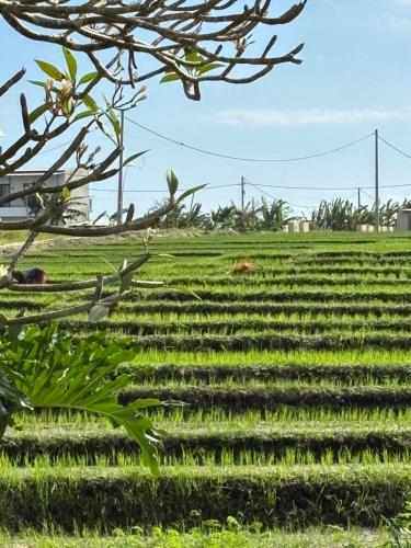 a field of green grass with a tree at villa Angin in Munggu