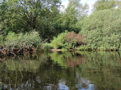 a body of water with trees and bushes at 4 star holiday home in Ansager in Ansager
