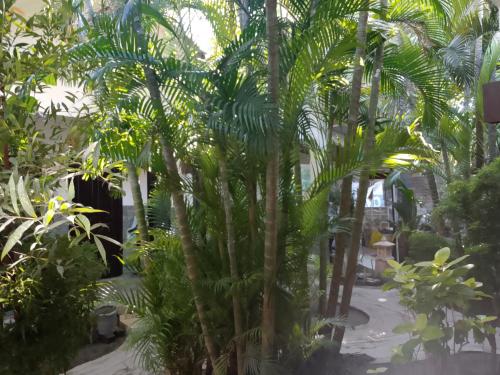 a bunch of palm trees in a garden at Ricel homestay in Gili Trawangan