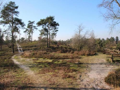 a dirt road in a field with trees at Chalet by the Water in Leukermeer in Well