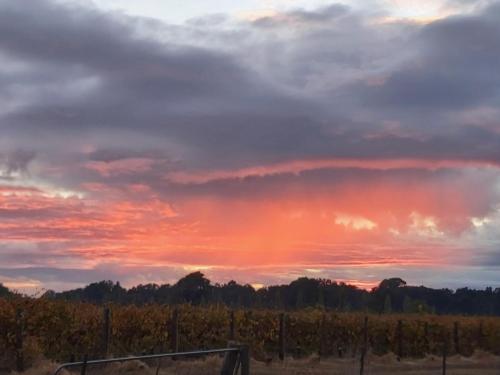 a sunset over a vineyard with a cloudy sky at The Bungalow at Nunyara in Moyhu
