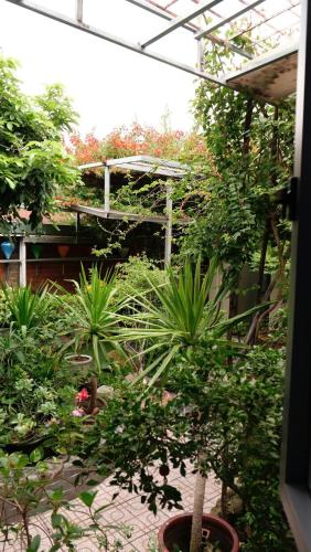a garden with a bunch of trees and plants at Homestay Mai Ngọc Tây Ninh in Tây Ninh