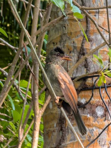 a bird sitting on a branch of a tree at La Belle Tortue in Silhouette Island