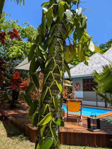a plant growing on a tree next to a pool at La Belle Tortue in Silhouette Island